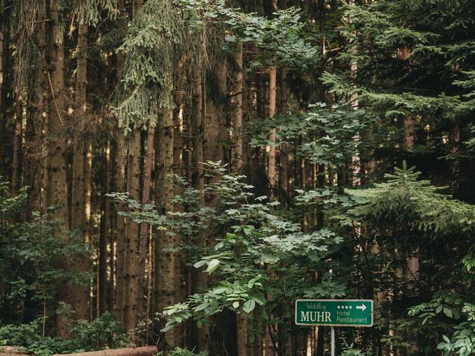 Forstweg im Wald in der Nähe vom Hotel Muhr.