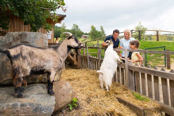 Familie füttert die Ziegen vom Hotel Waldhof Muhr