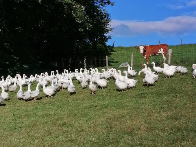 Glückliche Gänse in der Steiermark Glückliche Gänse in der Steiermark