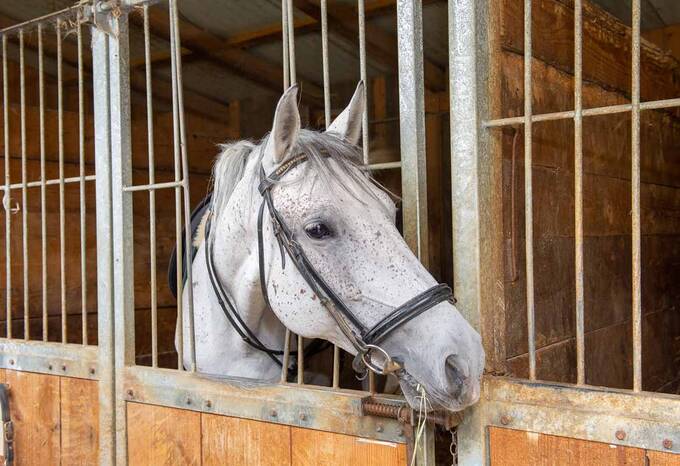 Reiten im Familienurlaub am Pöllauberg