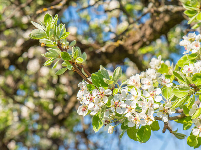 Frühling im Naturpark Frühling im Naturpark