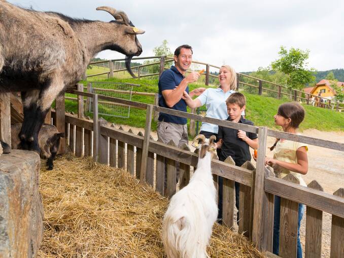 Familie füttert Ziegen des Hotel Muhr
