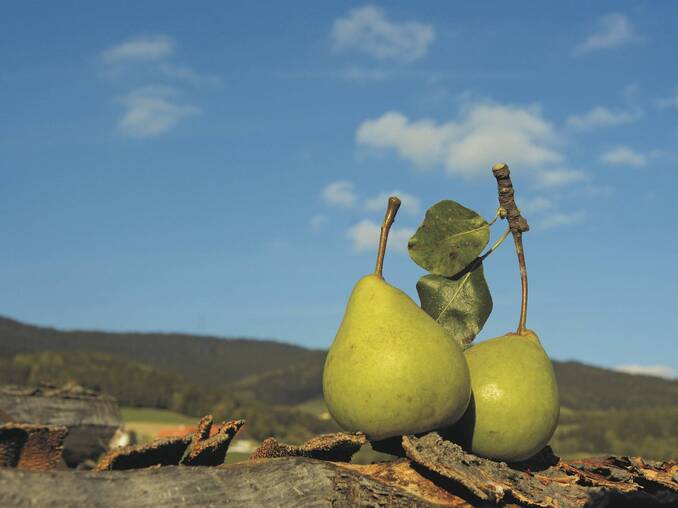 Birnen am Holz (c) Michael Fischer