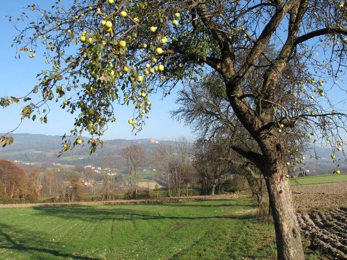 Birnenbaum im 4* Hotel Waldhof Muhr