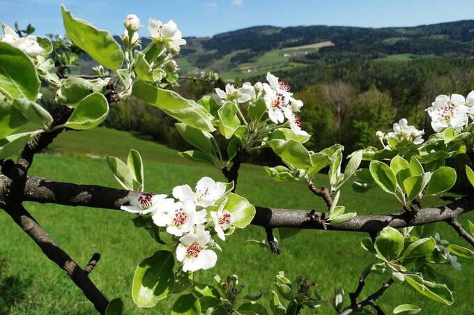 Hirschbirnblüte im Frühling (c) Christine Schwetz