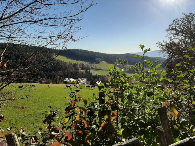 Ausblick auf das BIO-Rotwild des Hotel Waldhof Muhr
