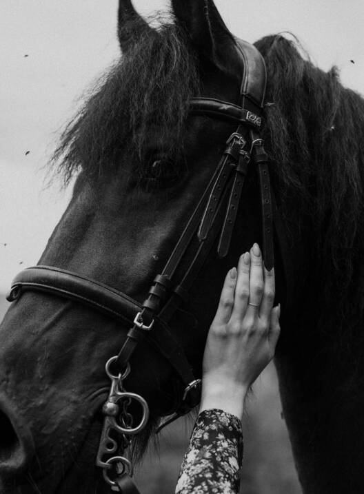 Elegantes Pferd im Hotel Muhr